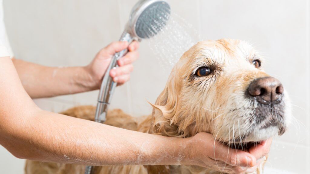 dicas de como dar banho no cachorro em casa