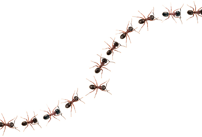 Como fazer repelentes e venenos caseiros para acabar com as formigas